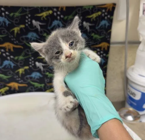 A baby small-sized female Domestic Short Hair cat named Sierra for adoption in Riverside, CA