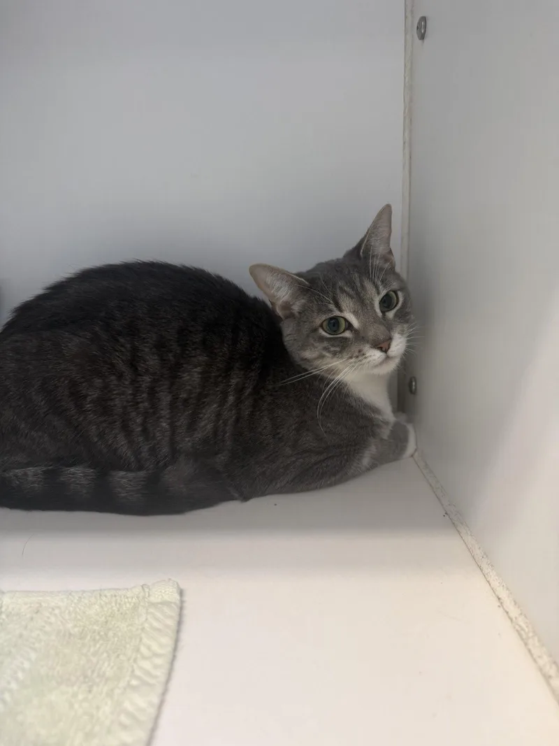 A young medium-sized female Domestic Short Hair cat named Bowie  Year Female for adoption in Sterling, MA