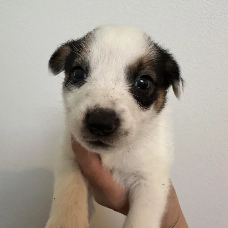 A baby medium-sized female Brown / Chocolate Cattle Dog dog named Prairie for adoption in Sacramento, CA