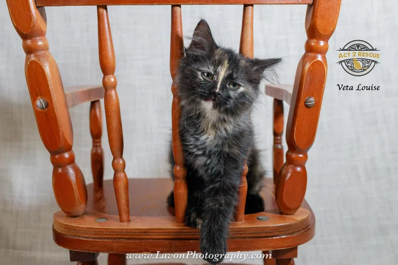 A young medium-sized female Domestic Long Hair cat named Veta Louise for adoption in Riverside, CA
