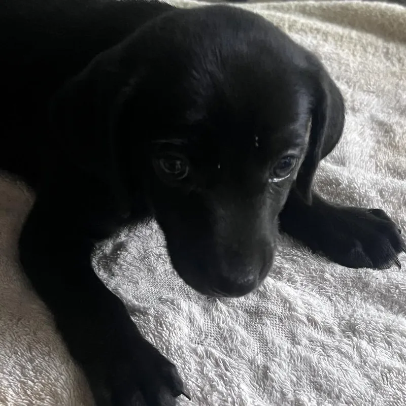 A baby small-sized male Black Labrador Retriever dog named Ozzy for adoption in Hohenwald, TN