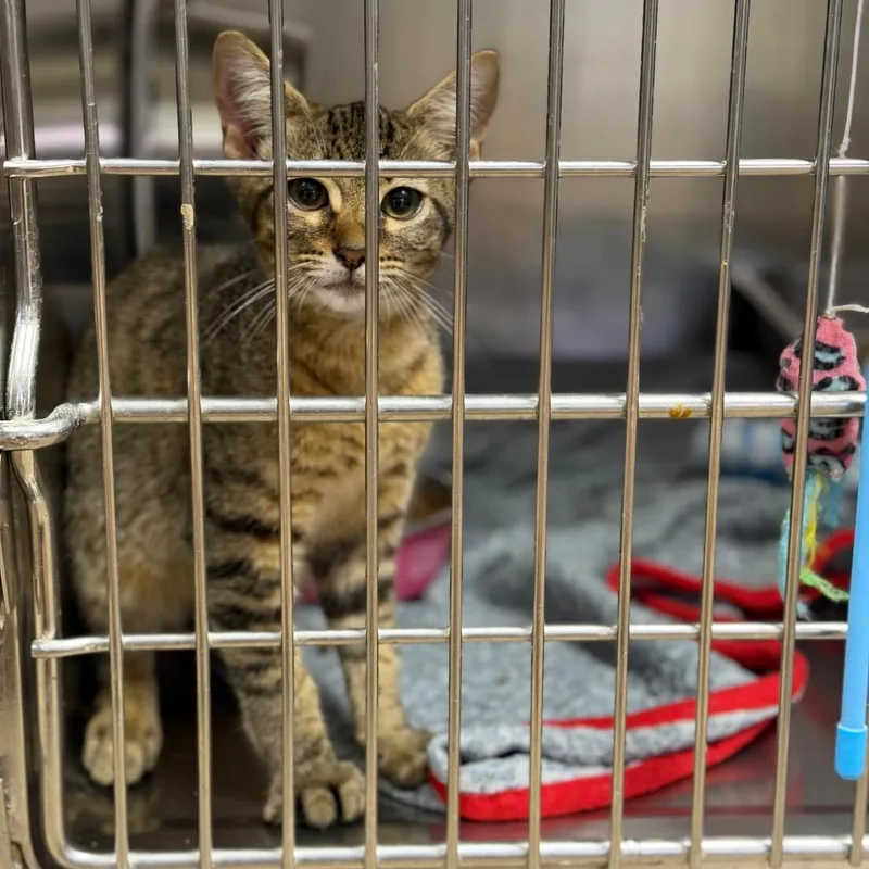 A baby small-sized male Brown / Chocolate Domestic Short Hair cat named Chef for adoption in Fort Smith, AR