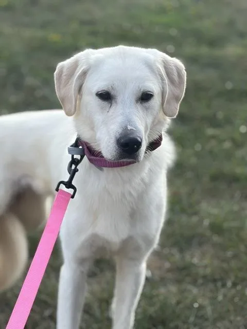 A young medium-sized female White / Cream Yellow Labrador Retriever dog named Josie for adoption in Towanda, PA