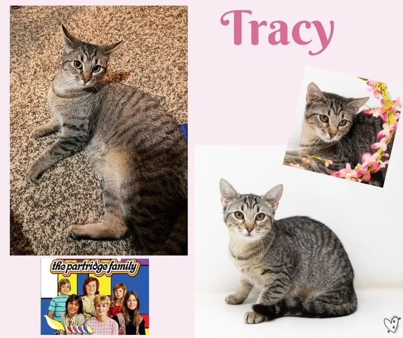 Tracy thumbnail 6