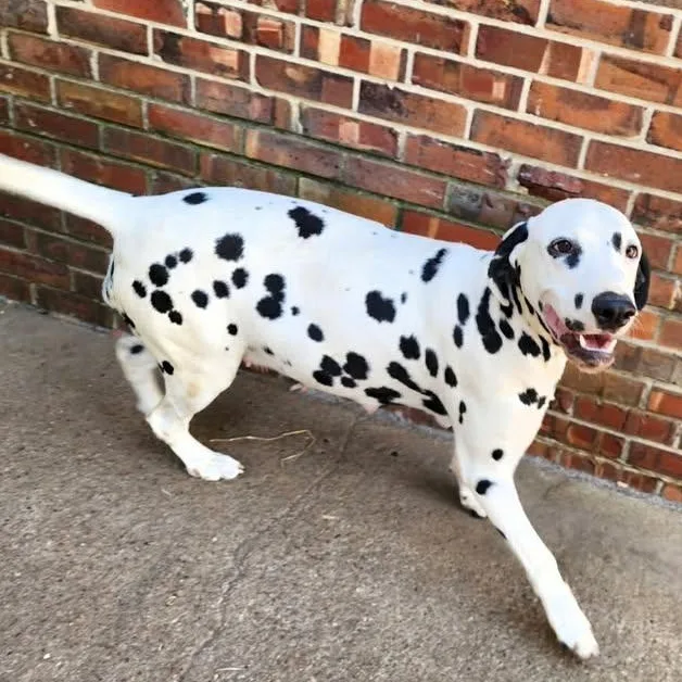 An adult medium-sized female Black Dalmatian dog named Dixie for adoption in Mounds, OK