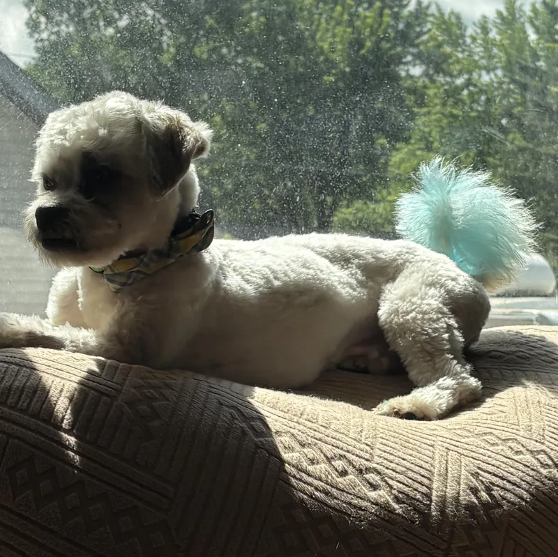Arlo thumbnail 6