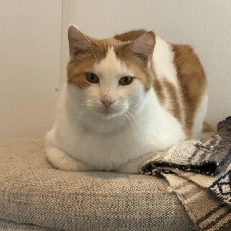 An adult medium-sized male Domestic Short Hair cat named Lumen for adoption in Auburn, NE
