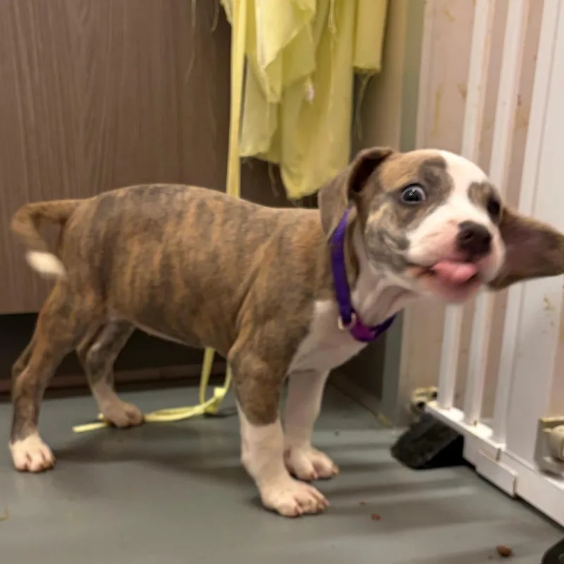 A baby small-sized female Gray / Blue / Silver Mixed Breed dog named Bravo for adoption in Austin, TX