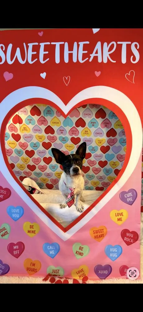 Stuart Little thumbnail 3