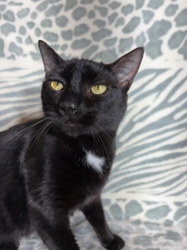 An adult small-sized male Domestic Short Hair cat named Jasper for adoption in Wintersville, OH