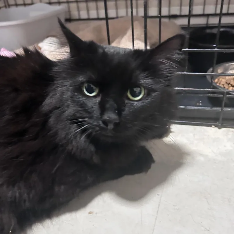 A senior large-sized female Black Domestic Long Hair cat named Mystiquecity Of Industry Location for adoption in Chino Hills, CA