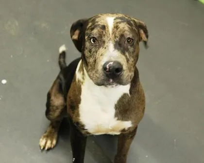 A young large-sized male Catahoula Leopard Dog dog named Hank for adoption in Picayune, MS