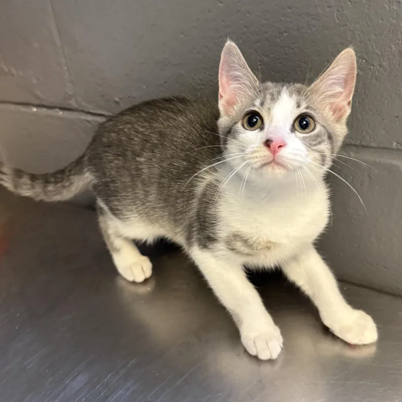 A baby small-sized female Gray / Blue / Silver Domestic Short Hair cat named Rose for adoption in Tuscaloosa, AL