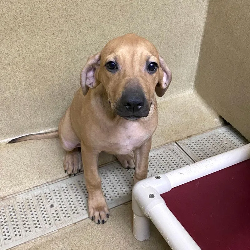 A baby medium-sized female Red / Chestnut / Orange Coonhound dog named Sandy for adoption in Monroe, GA