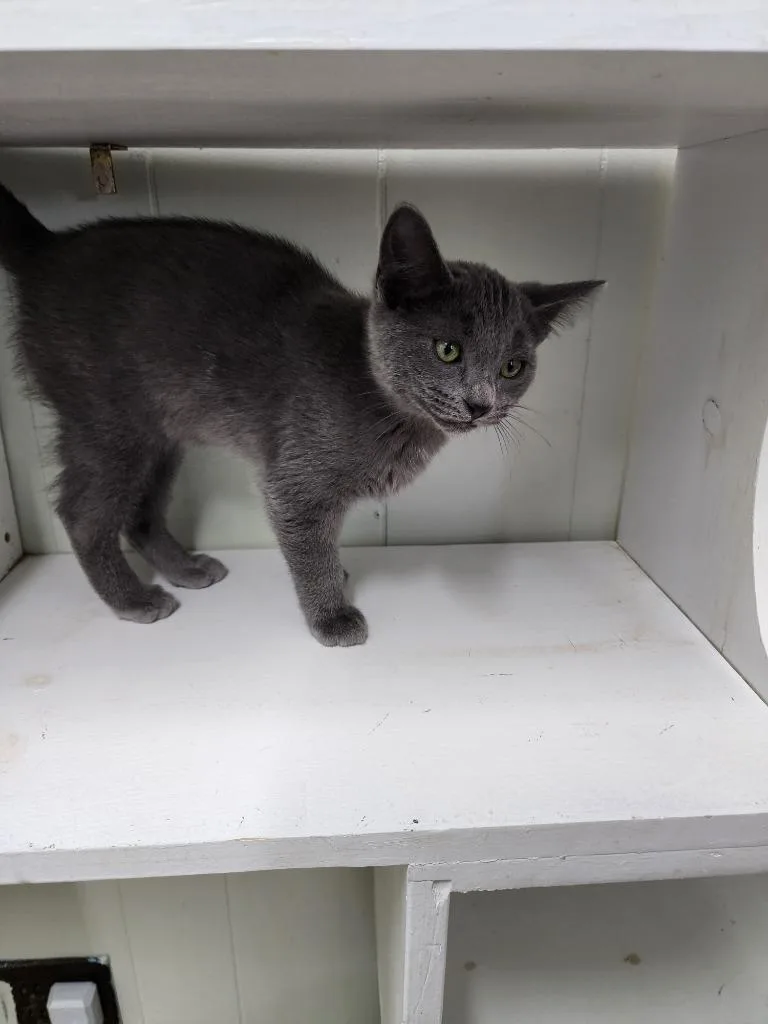 A baby small-sized female Domestic Medium Hair cat named Sushi for adoption in Virginia, MN