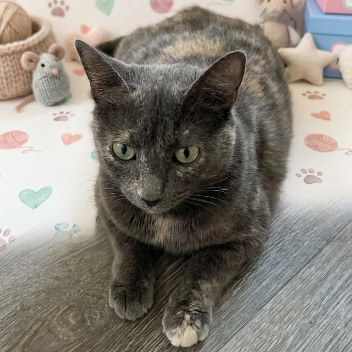 A young medium-sized female Tortoiseshell Domestic Medium Hair cat named Cinderella for adoption in San Saba, TX