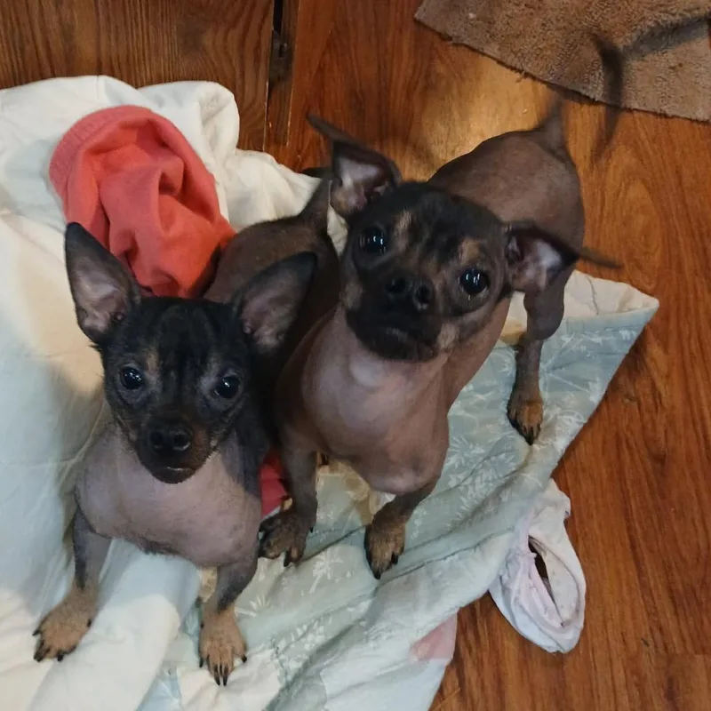 A young small-sized male Brown / Chocolate Xoloitzcuintli / Mexican Hairless dog named Donte for adoption in Falls Church, VA