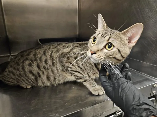 A young large-sized male Domestic Short Hair cat named Catrat for adoption in Antioch, CA