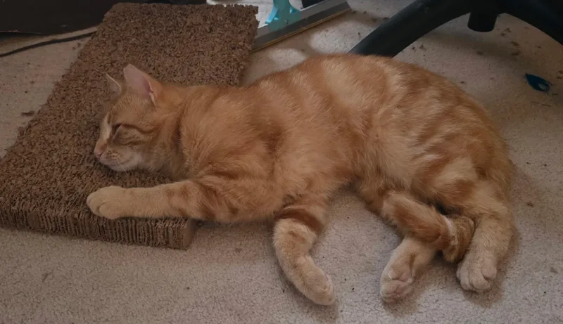 A young medium-sized male Tabby (Orange / Red) Domestic Short Hair cat named Ferdinand for adoption in Indianapolis, IN