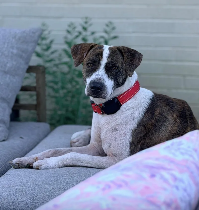 A young medium-sized female Brindle Shepherd dog named Willow Best Dog for adoption in New York, NY