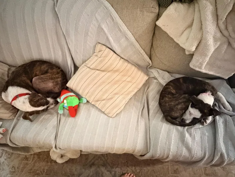 Willow  Best Dog thumbnail 2