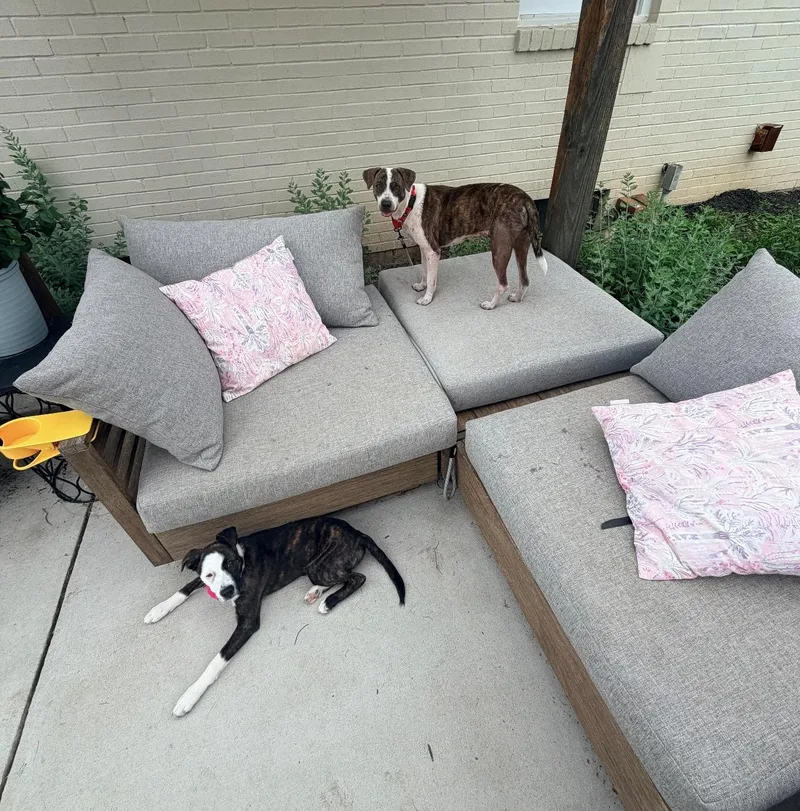 Willow  Best Dog thumbnail 3