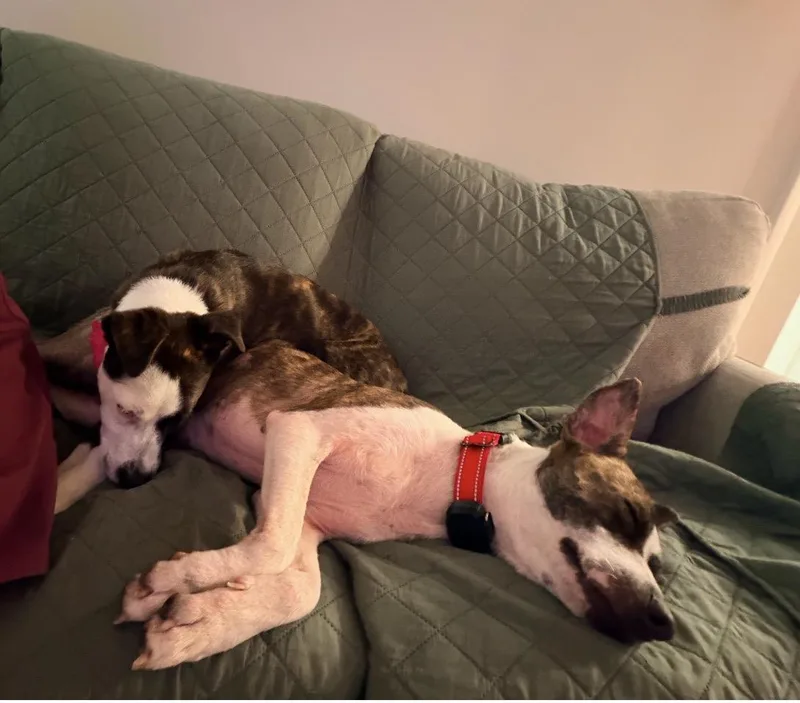 Willow  Best Dog thumbnail 4