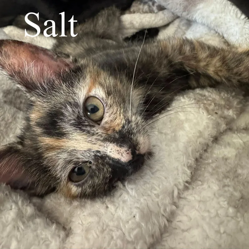 A baby medium-sized female Torbie Domestic Short Hair cat named Salt for adoption in Queen Creek, AZ