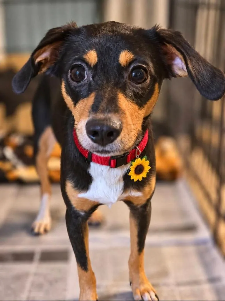 A young small-sized female Manchester Terrier dog named Nola Lou for adoption in El Dorado, AR