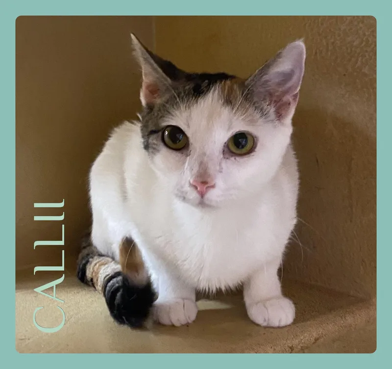 A young medium-sized female Calico cat named Callii for adoption in Lawton, OK