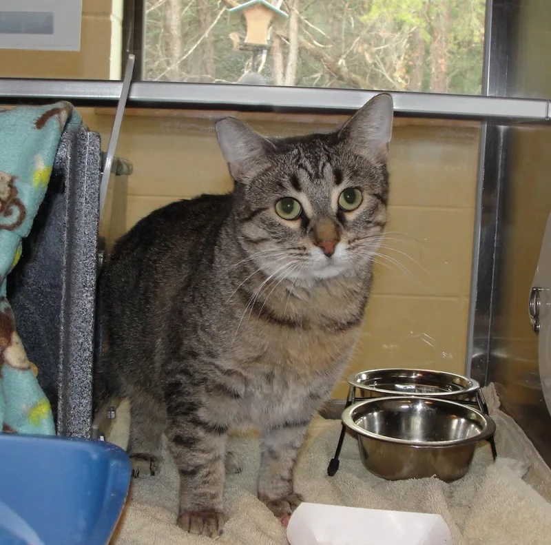 An adult medium-sized female Brown / Chocolate Domestic Short Hair cat named Root for adoption in Plover, WI
