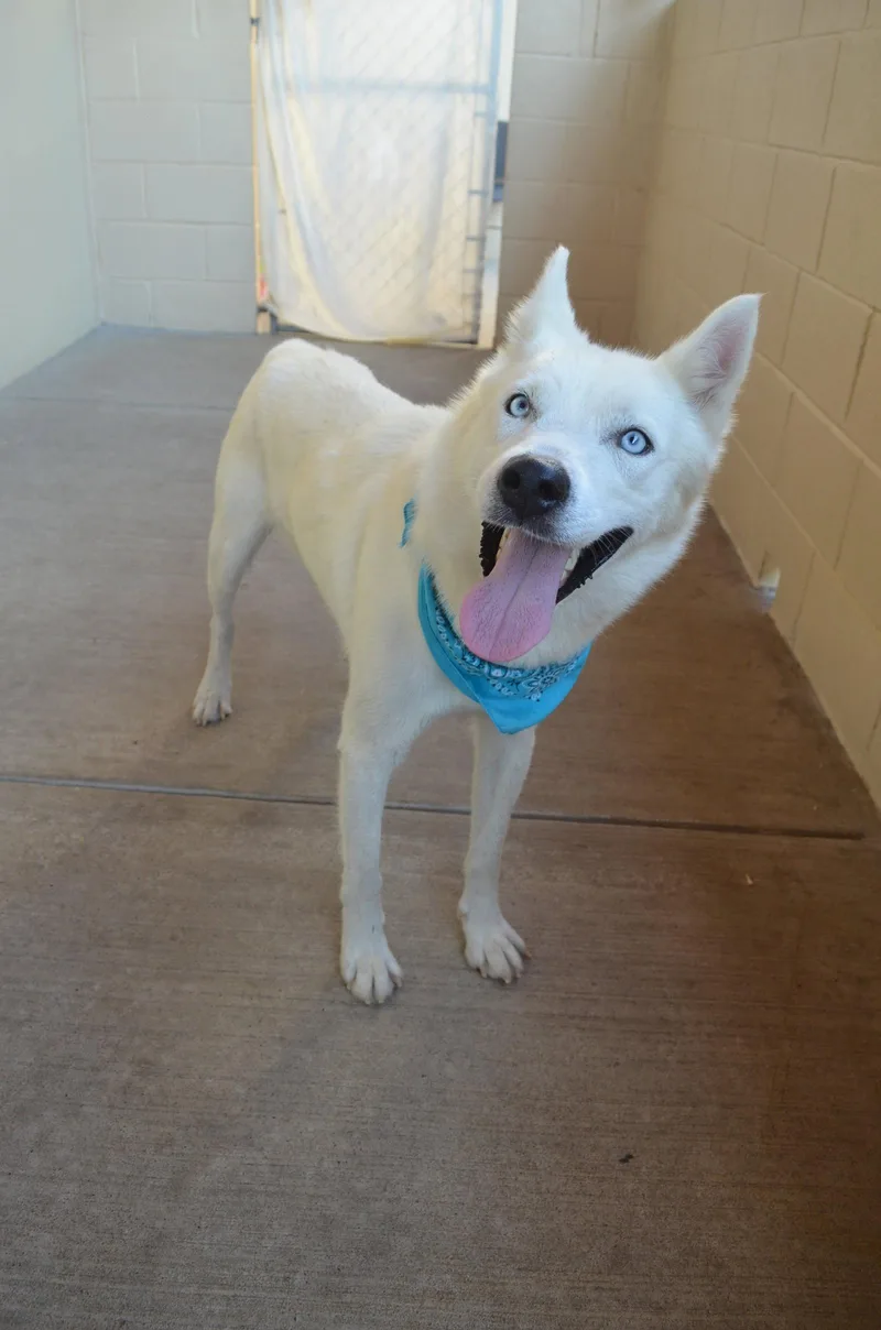 An adult large-sized male Husky dog named Scone for adoption in McKinney, TX