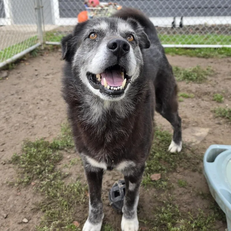 A senior large-sized male Mixed Breed dog named Wolfie for adoption in Cooperstown, NY