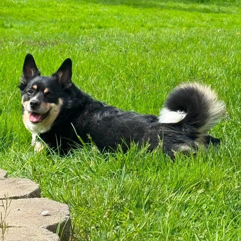 An adult medium-sized male Tricolor (Brown, Black, & White) Corgi dog named Milo for adoption in Brockport, NY