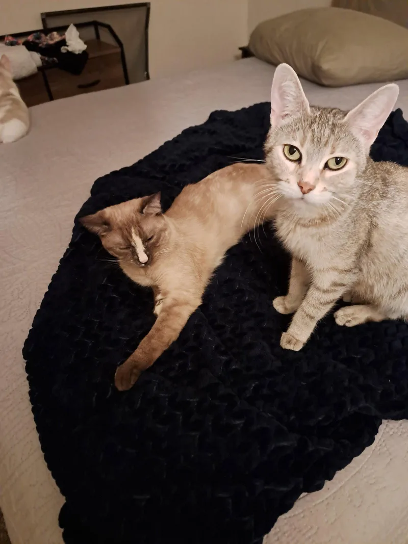 A young medium-sized female Domestic Short Hair cat named Presley for adoption in Glendale, AZ