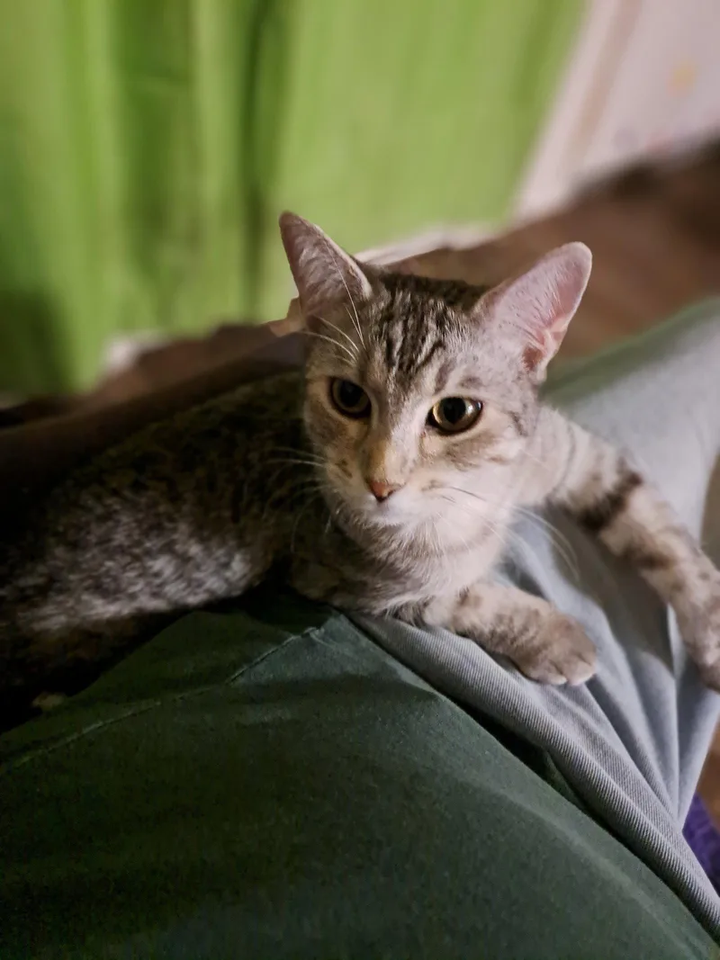 Presley thumbnail 2