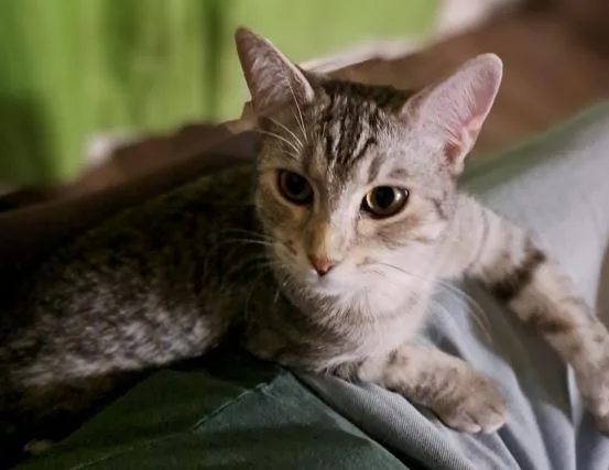 Presley thumbnail 3