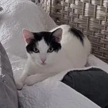 A young medium-sized male American Shorthair cat named Kiki for adoption in Miami, FL