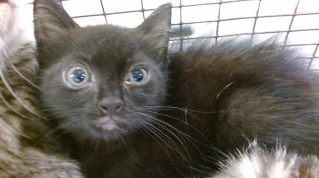 A baby small-sized female Domestic Short Hair cat named Buttercup for adoption in Miami, FL