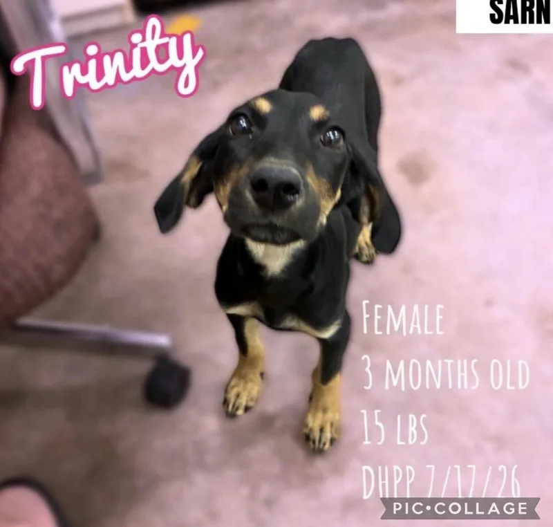 A baby medium-sized female Black Beagle dog named Trinity for adoption in Wonder Lake, IL