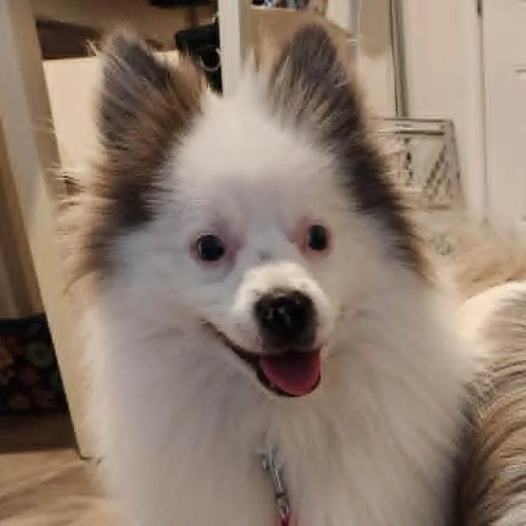 Handsome