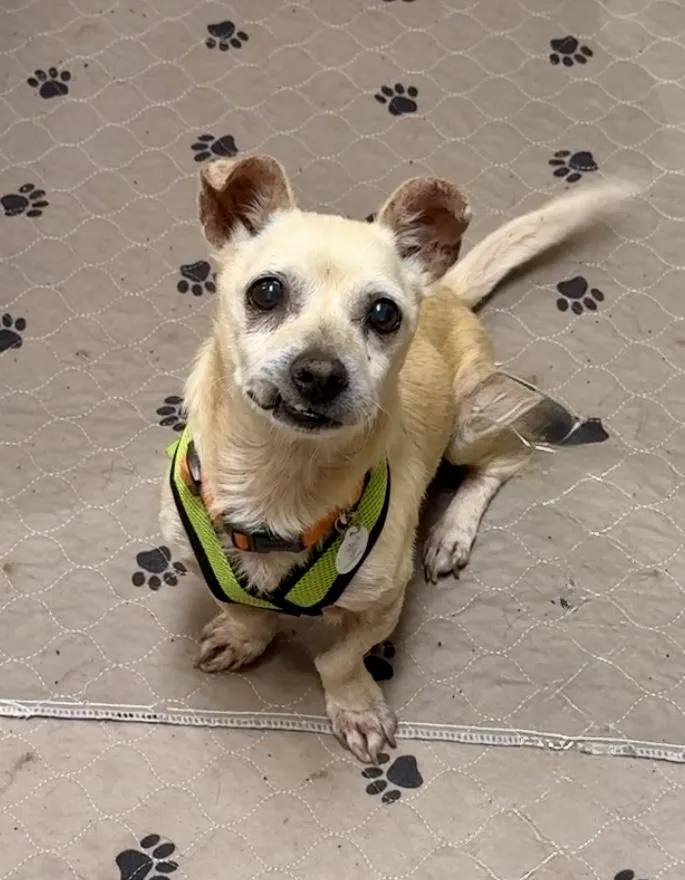 Mel Brooks thumbnail 2