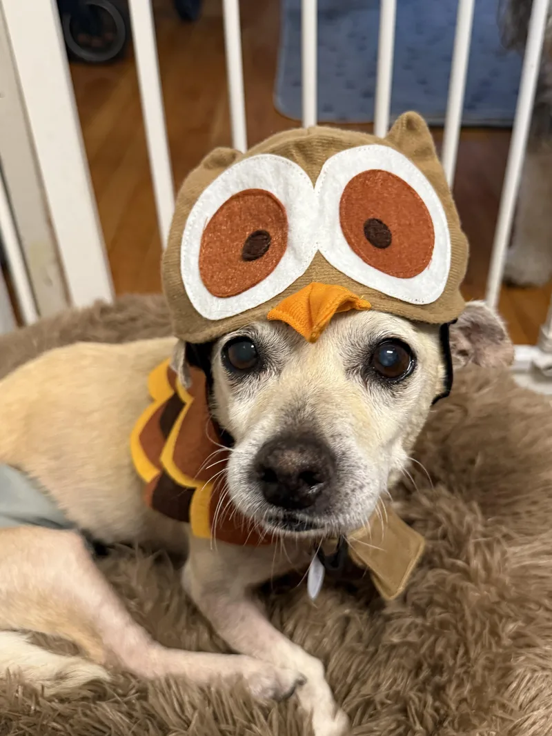 Mel Brooks thumbnail 3