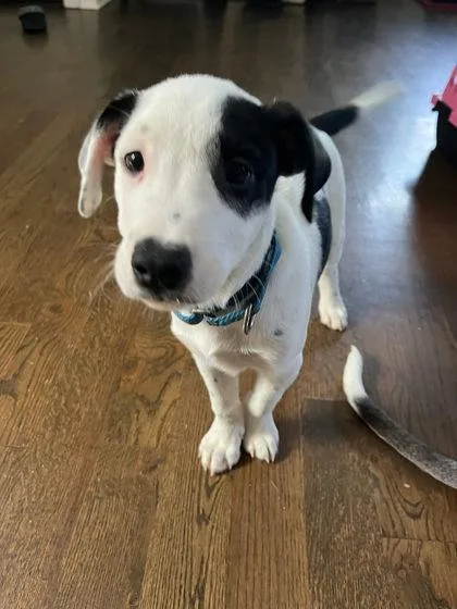 A baby large-sized male Mixed Breed dog named Olaf for adoption in Hobart, IN