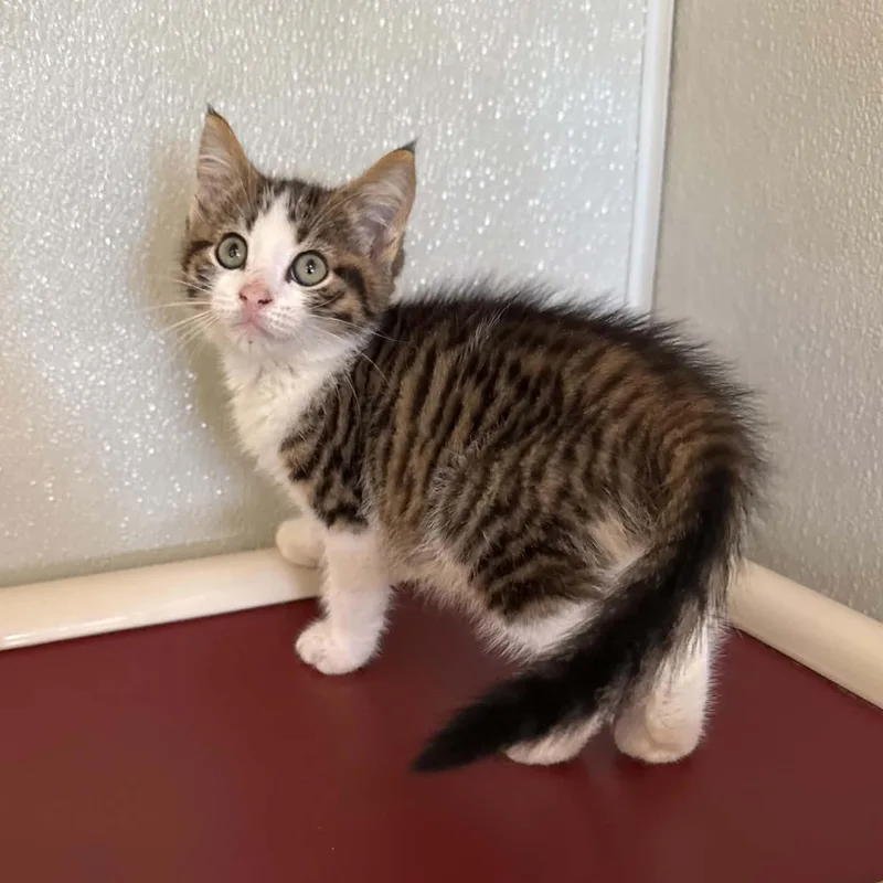A baby medium-sized male Tabby (Brown / Chocolate) Domestic Short Hair cat named Speedway for adoption in Penn Yan, NY