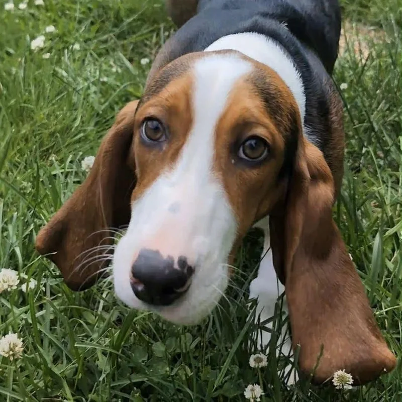 A baby medium-sized female Basset Hound dog named Ziggy for adoption in Groveland, MA