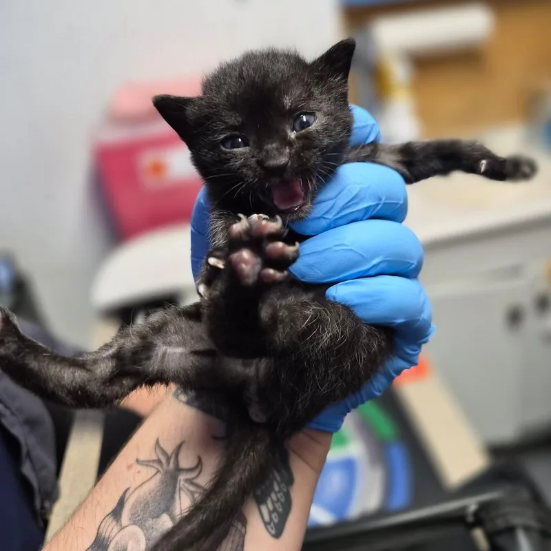 A baby small-sized female Black Domestic Short Hair cat named Annie Oakley for adoption in Wahiawa, HI