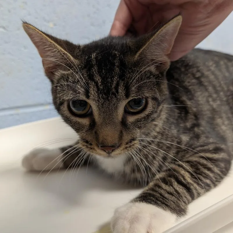 A young medium-sized male Brown / Chocolate Domestic Short Hair cat named Jake for adoption in DeKalb, IL