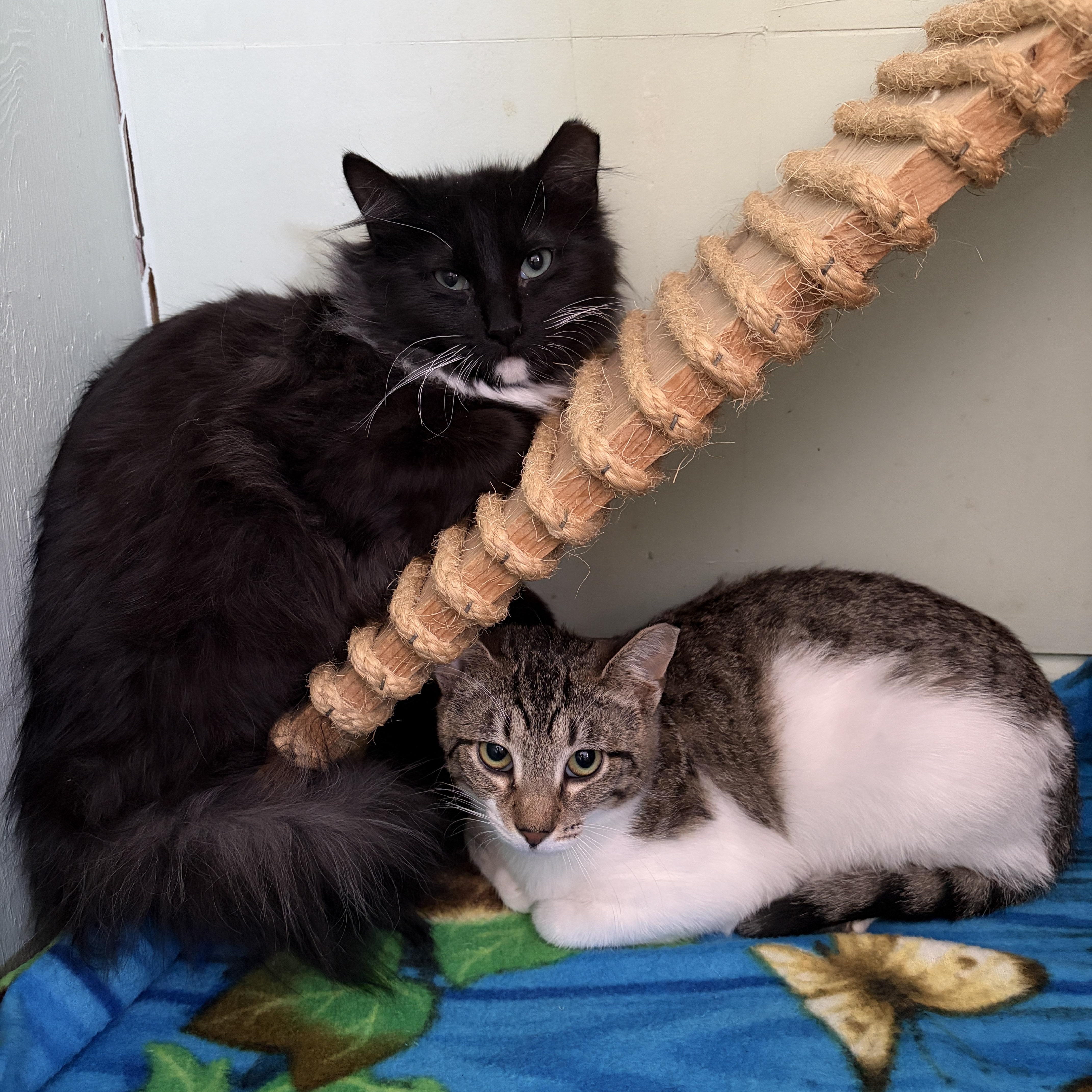 Robin And Steve thumbnail 3