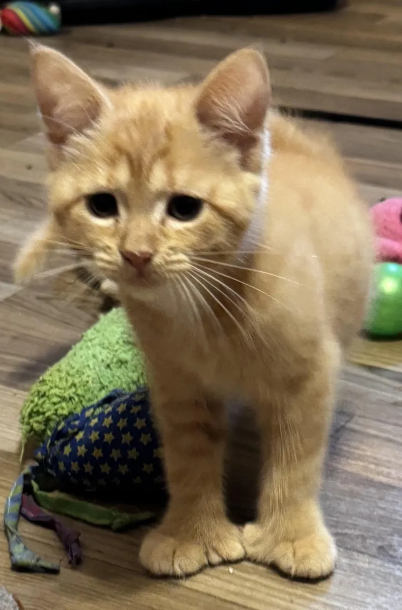 A young medium-sized female Domestic Short Hair cat named Bonded Family for adoption in Brockton, MA
